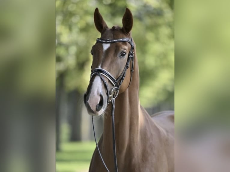 Cheval de sport allemand Hongre 7 Ans 170 cm Alezan in Ladeburg