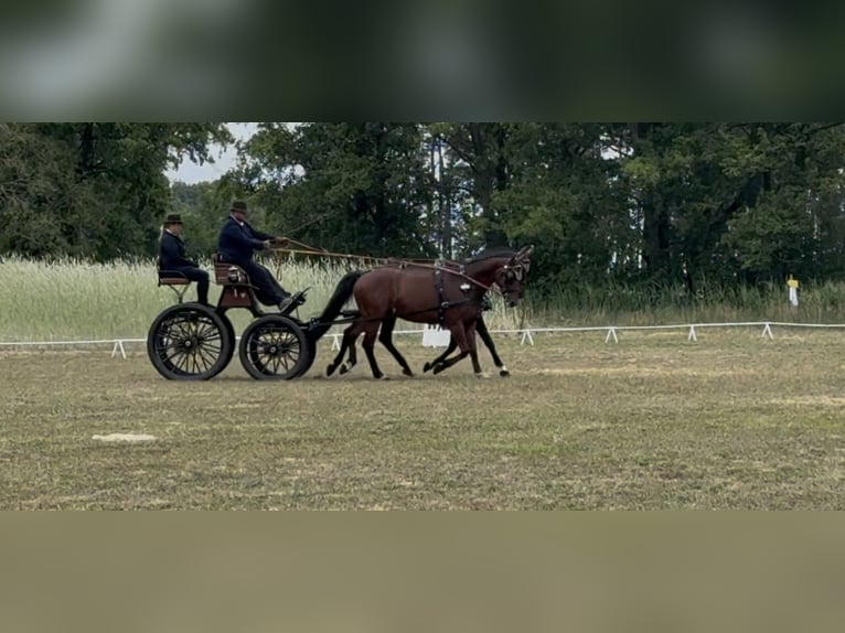 Cheval de sport allemand Hongre 7 Ans 170 cm Bai in Wahlitz