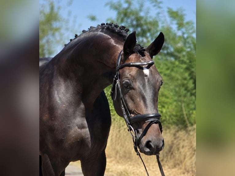 Cheval de sport allemand Hongre 7 Ans 170 cm Bai brun in Debrecen
