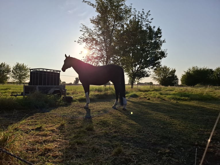 Cheval de sport allemand Hongre 7 Ans 170 cm Bai brun in Zörbig