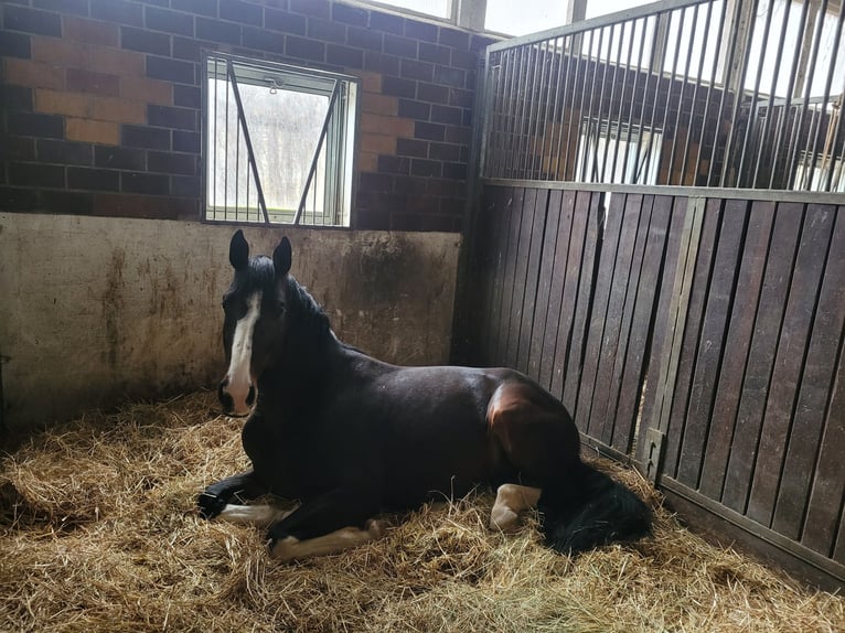 Cheval de sport allemand Hongre 7 Ans 170 cm Bai brun in Zörbig