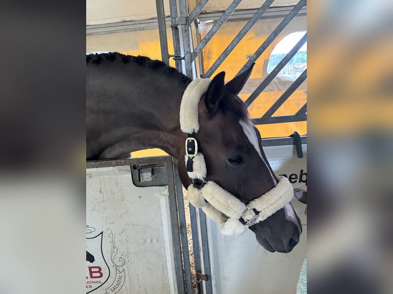 Cheval de sport allemand Hongre 7 Ans 170 cm Bai brun in Bensdorf