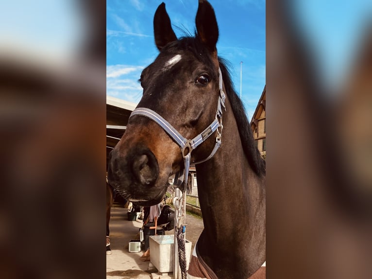 Cheval de sport allemand Hongre 7 Ans 170 cm Bai brun in Luzern