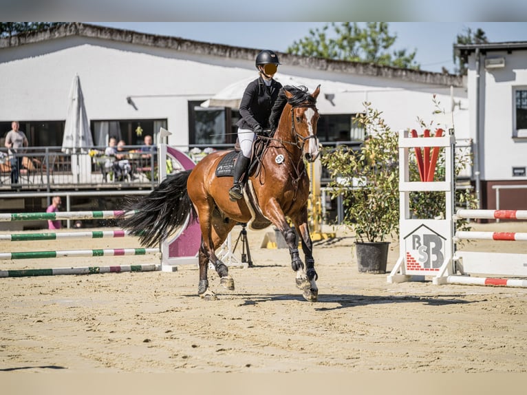 Cheval de sport allemand Hongre 7 Ans 170 cm Bai in Hagen