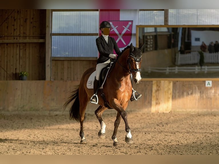 Cheval de sport allemand Hongre 7 Ans 170 cm Bai in Hagen