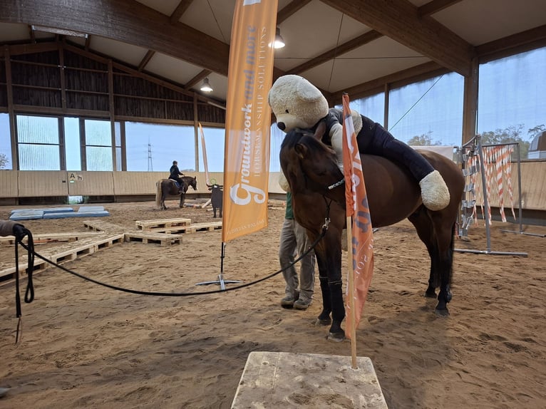 Cheval de sport allemand Hongre 7 Ans 170 cm Bai in Weiterstadt