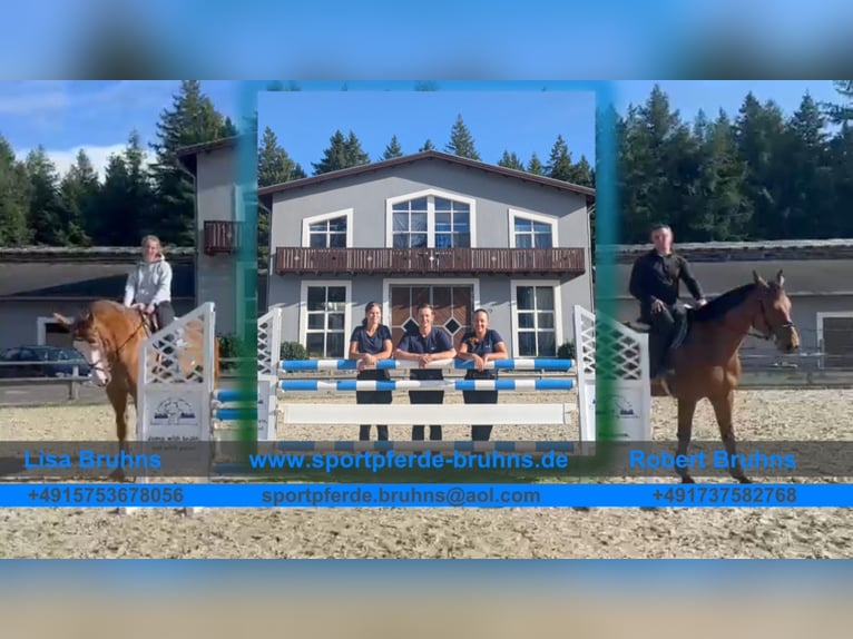 Cheval de sport allemand Hongre 7 Ans 170 cm Bai in Gadow