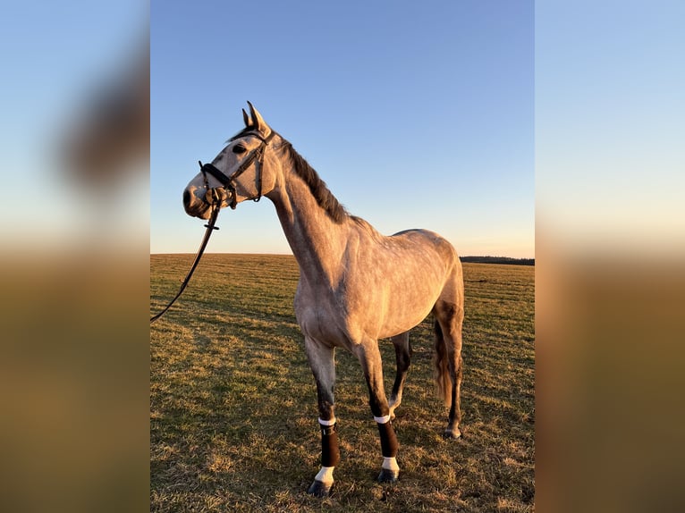 Cheval de sport allemand Hongre 7 Ans 170 cm Gris in Haag i. OB