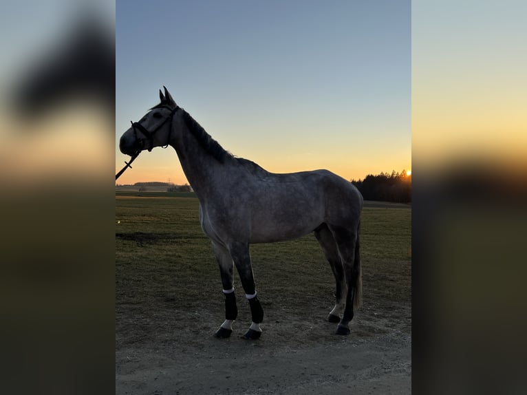 Cheval de sport allemand Hongre 7 Ans 170 cm Gris in Haag i. OB