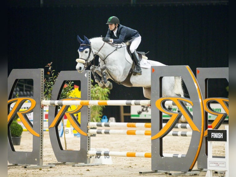 Cheval de sport allemand Hongre 7 Ans 170 cm Gris in Üllő