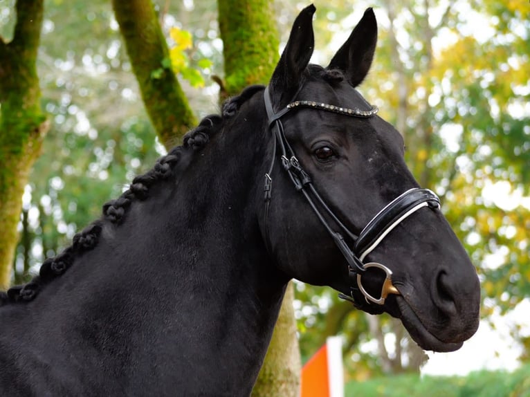 Cheval de sport allemand Hongre 7 Ans 170 cm Noir in Bad Wörishofen