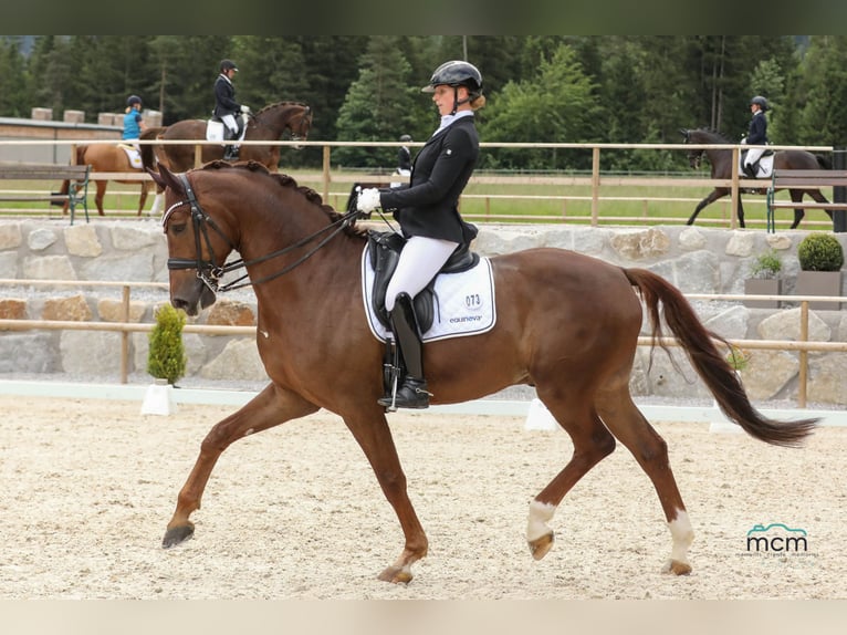 Cheval de sport allemand Hongre 7 Ans 172 cm Alezan brûlé in Ostrach