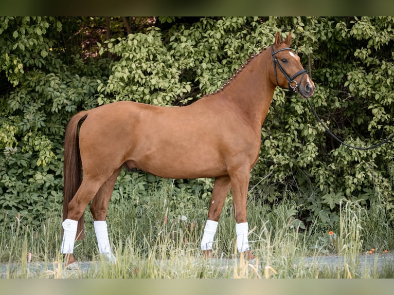 Cheval de sport allemand Hongre 7 Ans 172 cm Alezan in RöslauRöslau