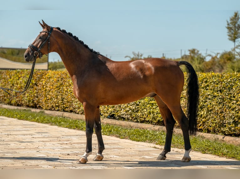 Cheval de sport allemand Hongre 7 Ans 172 cm Bai in Gomadingen