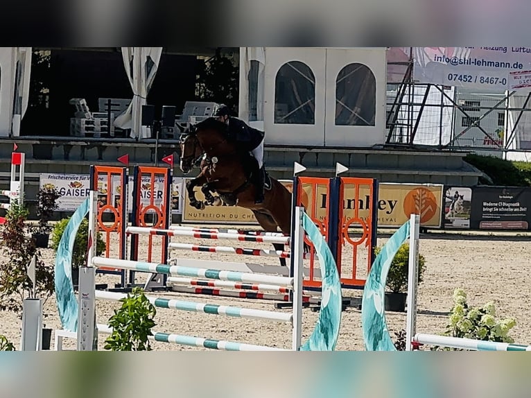 Cheval de sport allemand Hongre 7 Ans 172 cm Bai in Königsfeld im Schwarzwald
