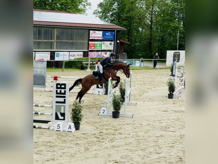 Cheval de sport allemand Hongre 7 Ans 172 cm Bai in Königsfeld im Schwarzwald