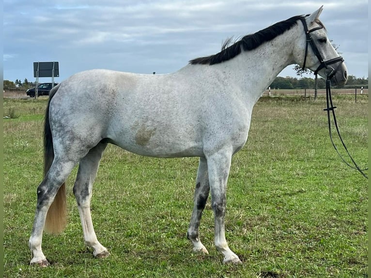 Cheval de sport allemand Hongre 7 Ans 172 cm Gris in Eilenburg