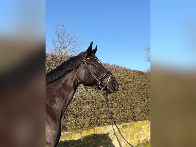 Cheval de sport allemand Hongre 7 Ans 172 cm Noir in Lengerich