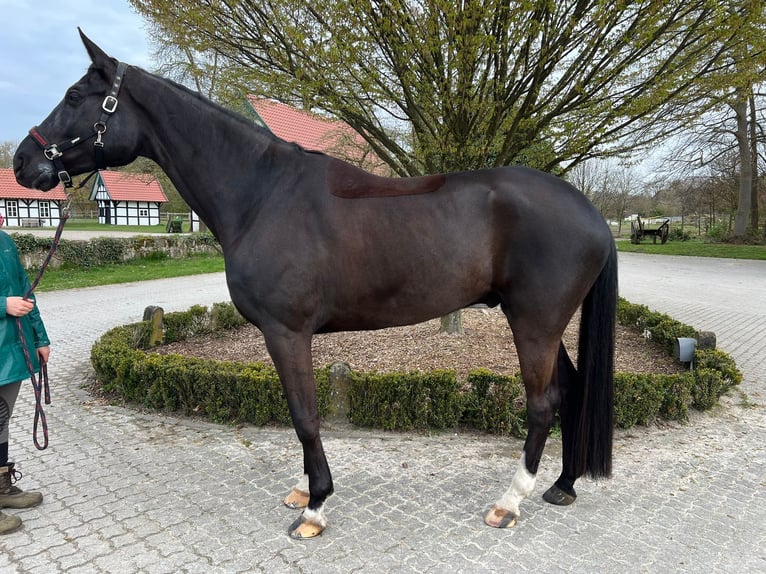 Cheval de sport allemand Hongre 7 Ans 172 cm Noir in Lengerich
