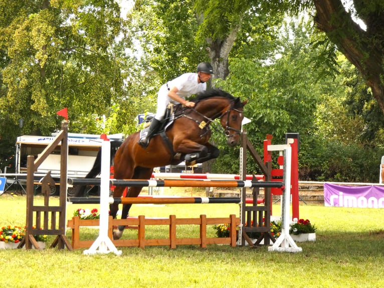 Cheval de sport allemand Hongre 7 Ans 173 cm Bai brun in Salzatal