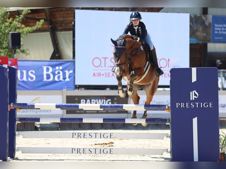 Cheval de sport allemand Hongre 7 Ans 173 cm Bai in Susteren