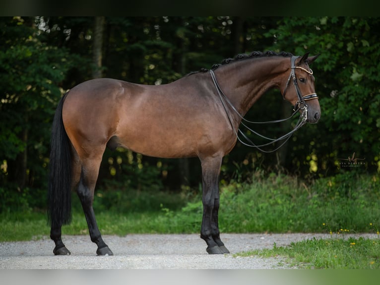 Cheval de sport allemand Hongre 7 Ans 174 cm Bai brun in Wehringen