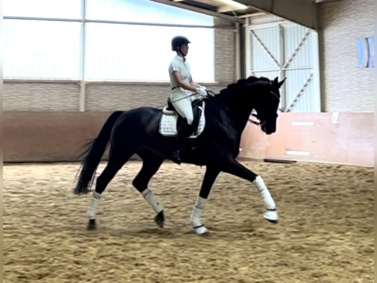 Cheval de sport allemand Hongre 7 Ans 174 cm Bai brun in Wehringen