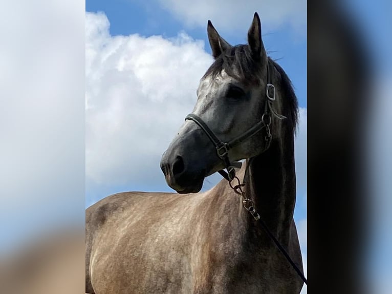 Cheval de sport allemand Hongre 7 Ans 174 cm Gris in Perleberg