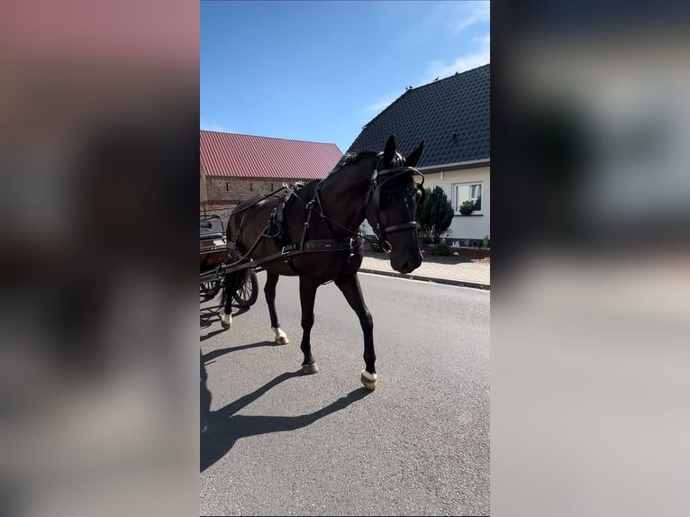 Cheval de sport allemand Hongre 7 Ans 174 cm Noir in Kloster Lehnin