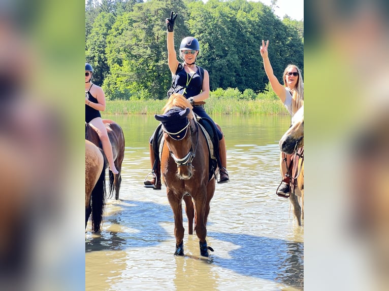 Cheval de sport allemand Hongre 7 Ans 175 cm Alezan brûlé in Eckental