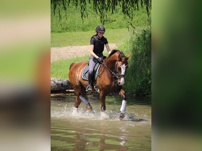 Cheval de sport allemand Hongre 7 Ans 175 cm Alezan brûlé in Willenscharen