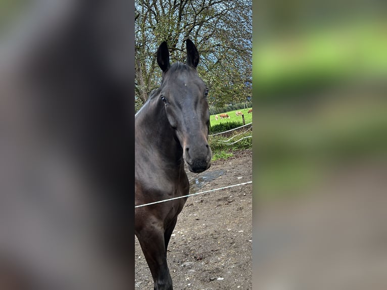 Cheval de sport allemand Hongre 7 Ans 175 cm Bai brun foncé in Salzburg