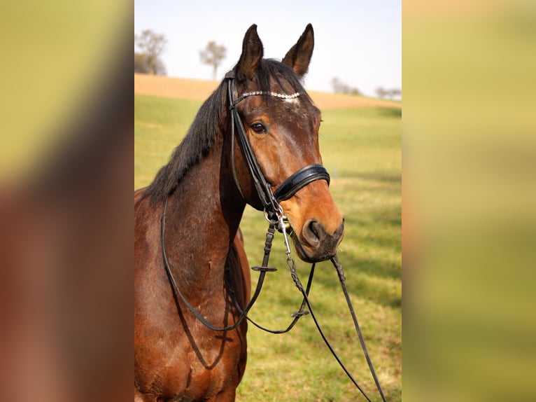 Cheval de sport allemand Hongre 7 Ans 175 cm Bai in Graben