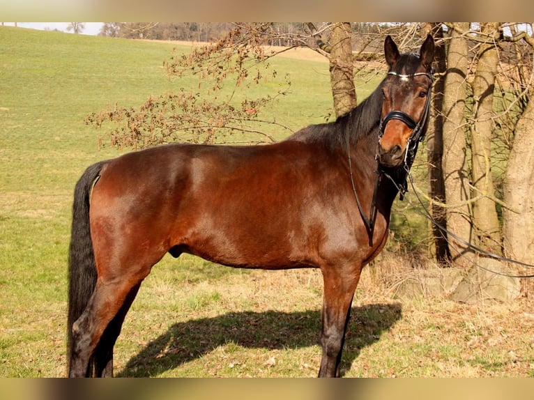 Cheval de sport allemand Hongre 7 Ans 175 cm Bai in Graben