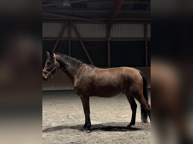 Cheval de sport allemand Hongre 7 Ans 175 cm Bai in Pattensen