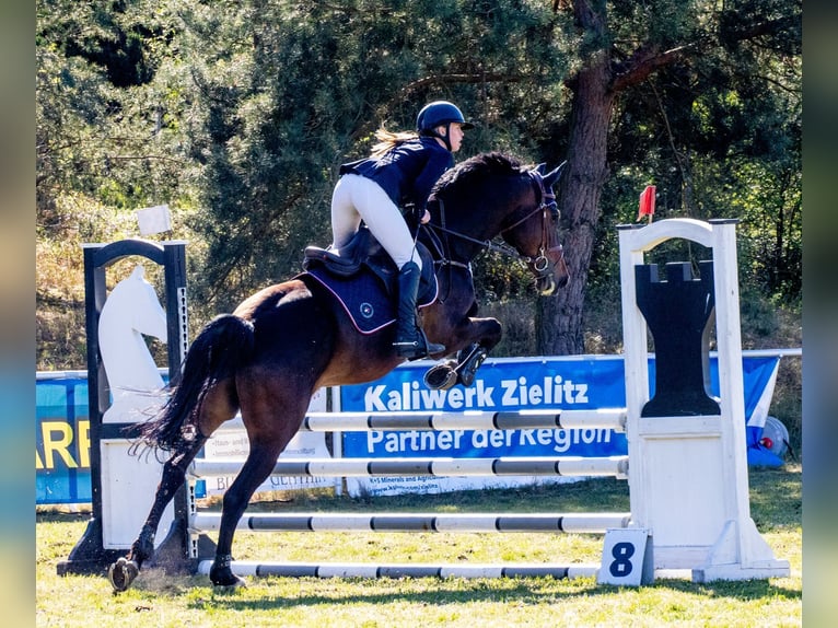 Cheval de sport allemand Hongre 7 Ans 175 cm Bai in Quedlinburg