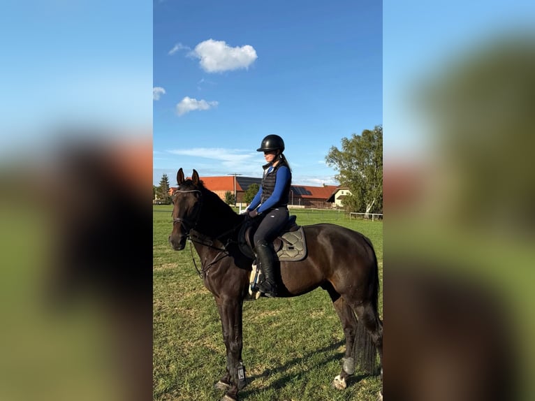 Cheval de sport allemand Hongre 7 Ans 175 cm Bai in Quedlinburg