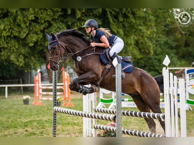 Cheval de sport allemand Hongre 7 Ans 175 cm Bai in Quedlinburg