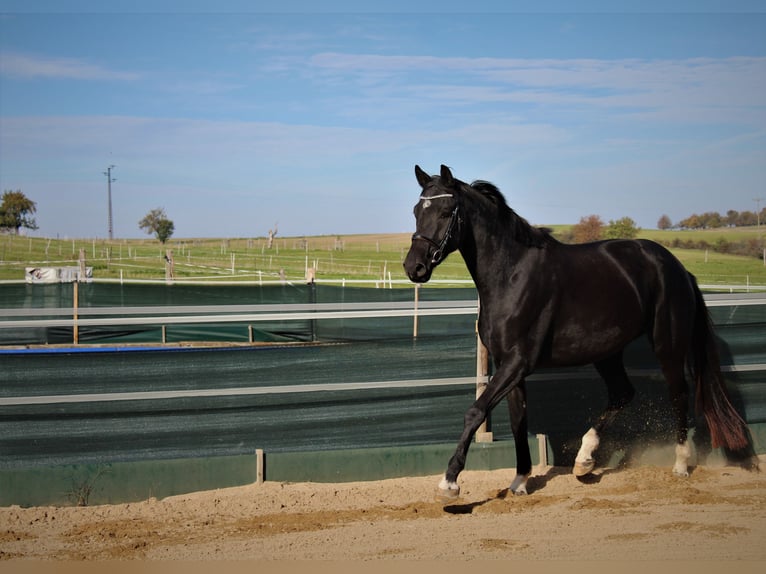 Cheval de sport allemand Hongre 7 Ans 175 cm Noir in Müglitztal
