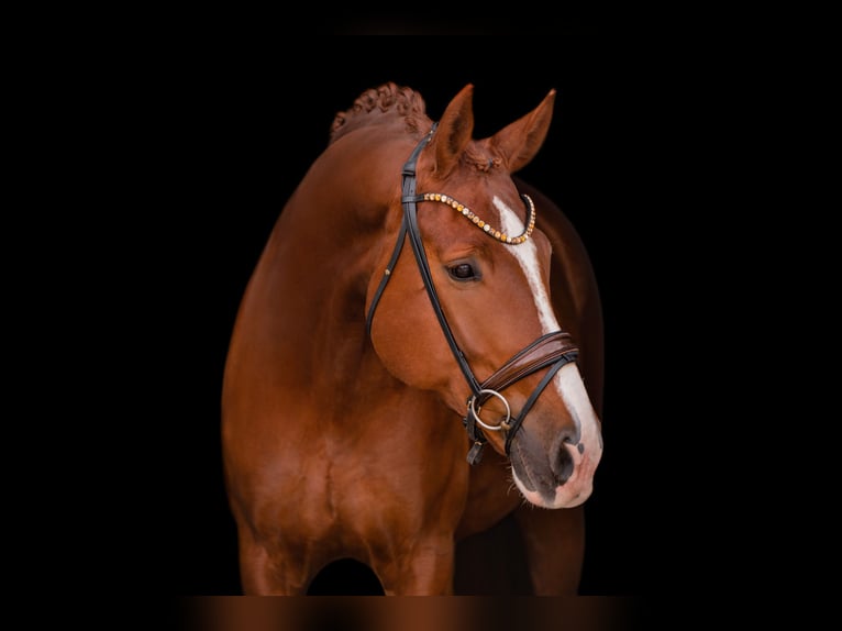 Cheval de sport allemand Hongre 7 Ans 176 cm Alezan brûlé in Wehringen