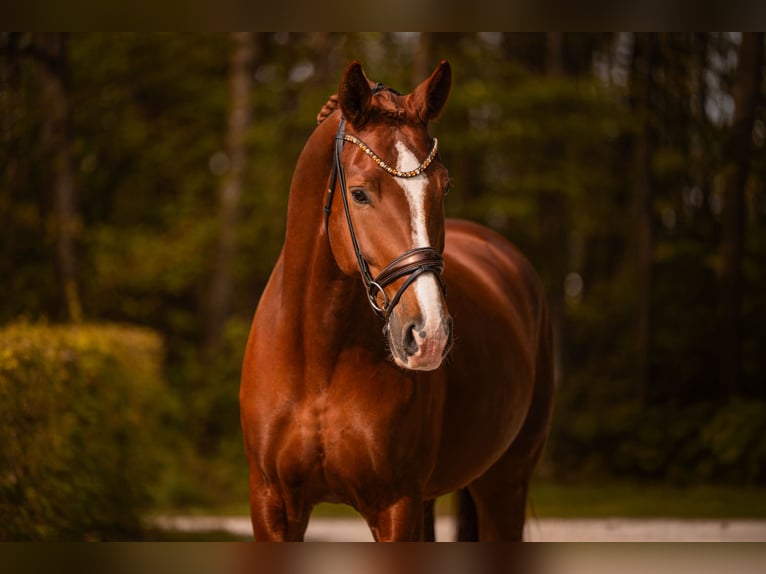 Cheval de sport allemand Hongre 7 Ans 176 cm Alezan brûlé in Wehringen