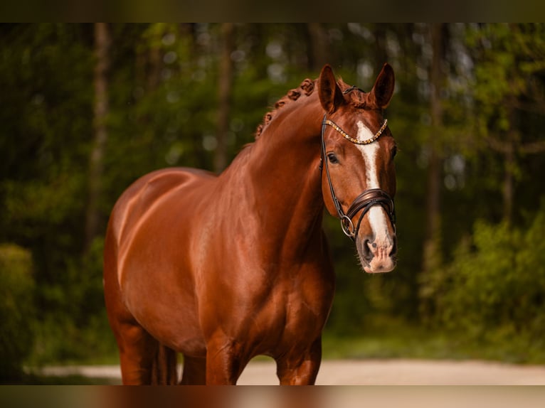 Cheval de sport allemand Hongre 7 Ans 176 cm Alezan brûlé in Wehringen
