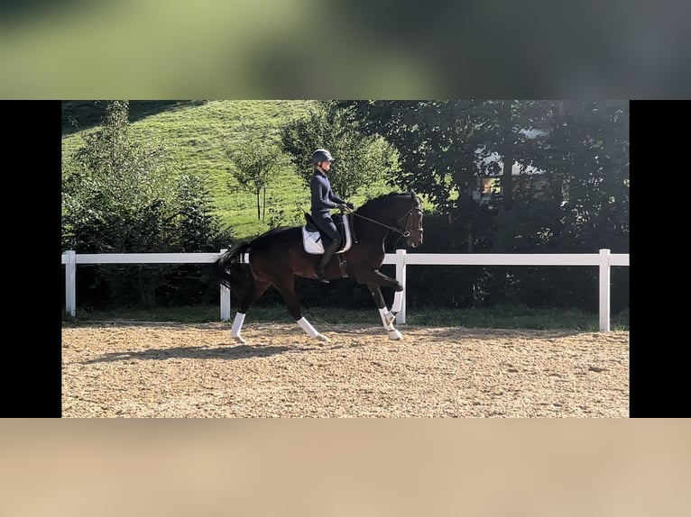 Cheval de sport allemand Hongre 7 Ans 176 cm Bai in Buchloe