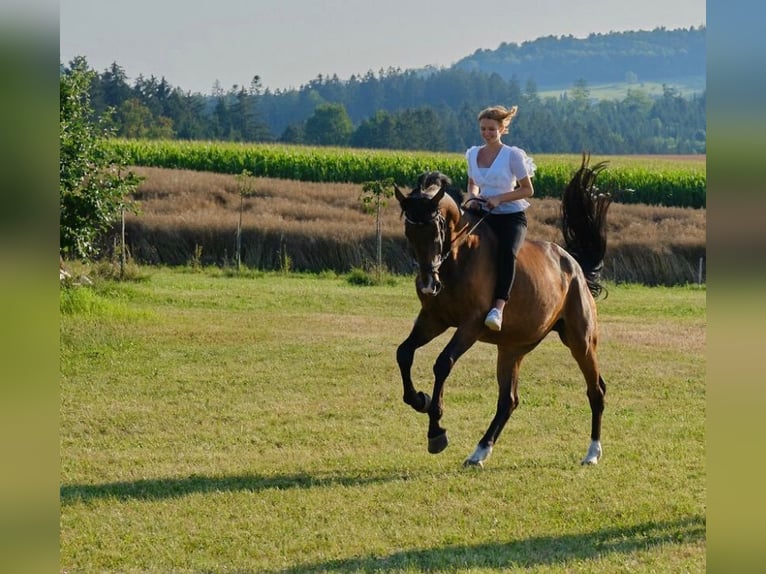 Cheval de sport allemand Hongre 7 Ans 176 cm Bai clair in Mainhardt