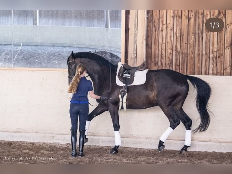 Cheval de sport allemand Hongre 7 Ans 177 cm Noir in Gondelsheim