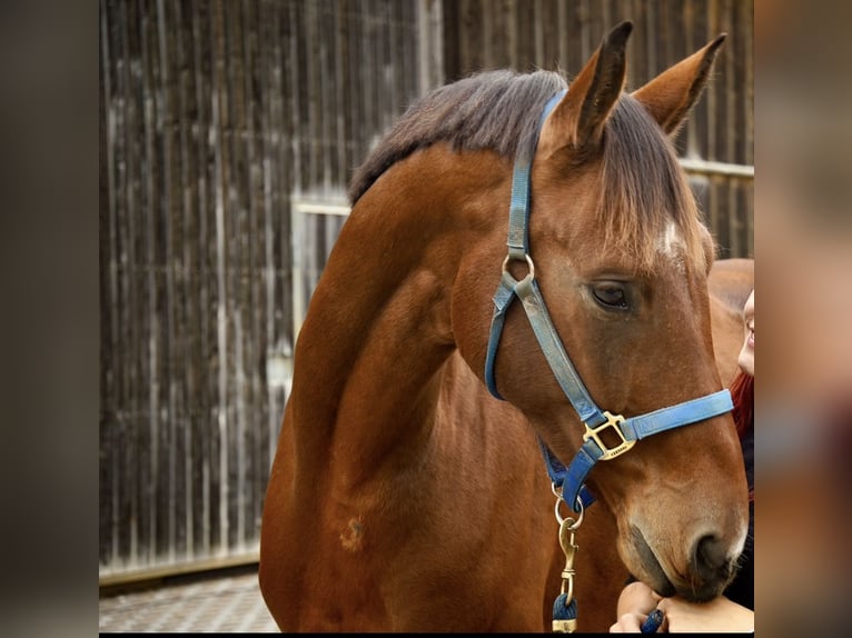 Cheval de sport allemand Hongre 7 Ans 179 cm Bai in L&#xF6;rrach