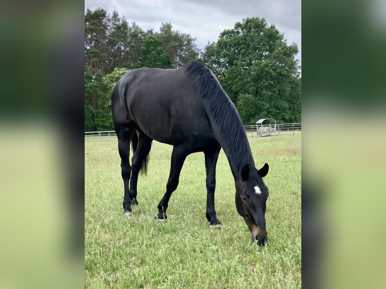 Cheval de sport allemand Hongre 7 Ans 180 cm Bai brun foncé in Berlin