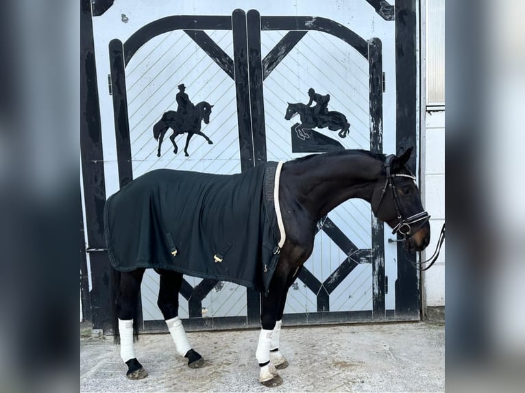 Cheval de sport allemand Hongre 7 Ans 180 cm Bai brun foncé in Berlin