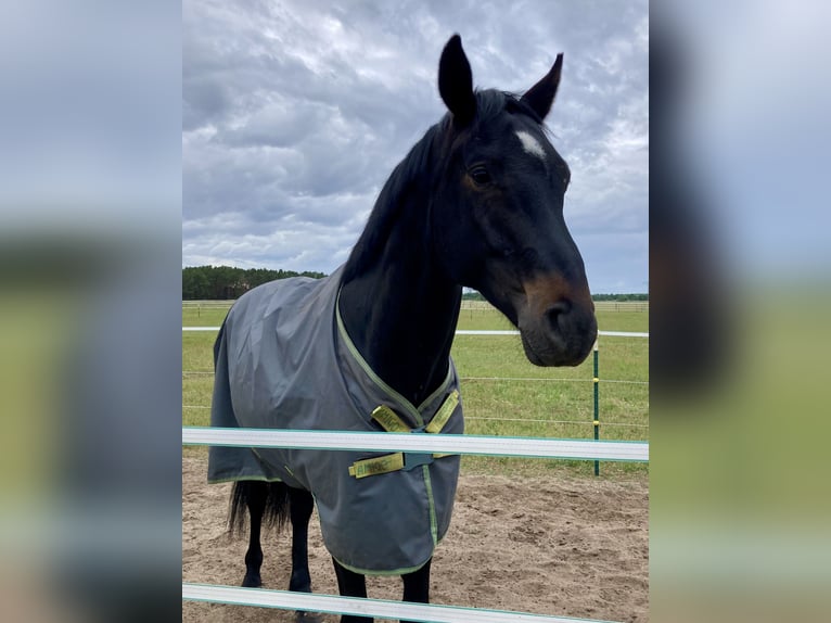 Cheval de sport allemand Hongre 7 Ans 180 cm Bai brun foncé in Berlin