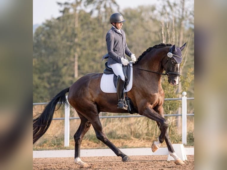 Cheval de sport allemand Hongre 7 Ans 180 cm Bai brun foncé in SaarlouisSaarlouis